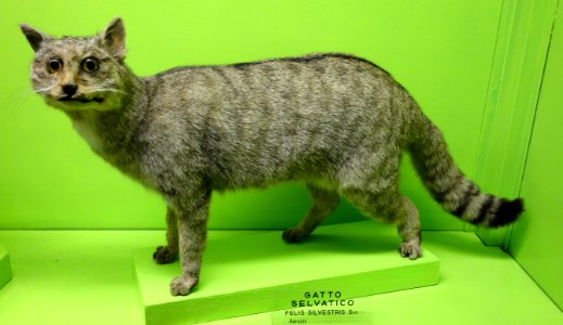 Felis silvestris - Museo Civico di Storia Naturale Giacomo Doria - Genoa, Italy - DSC02671