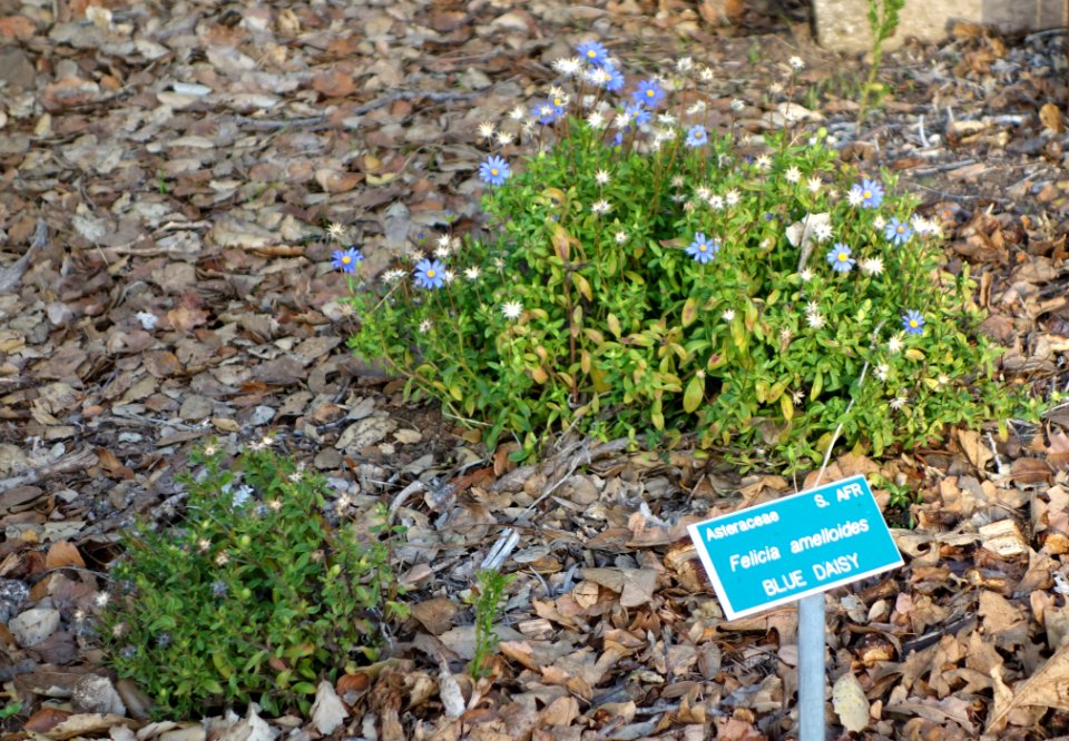 Felicia amelloides - San Luis Obispo Botanical Garden - DSC05904