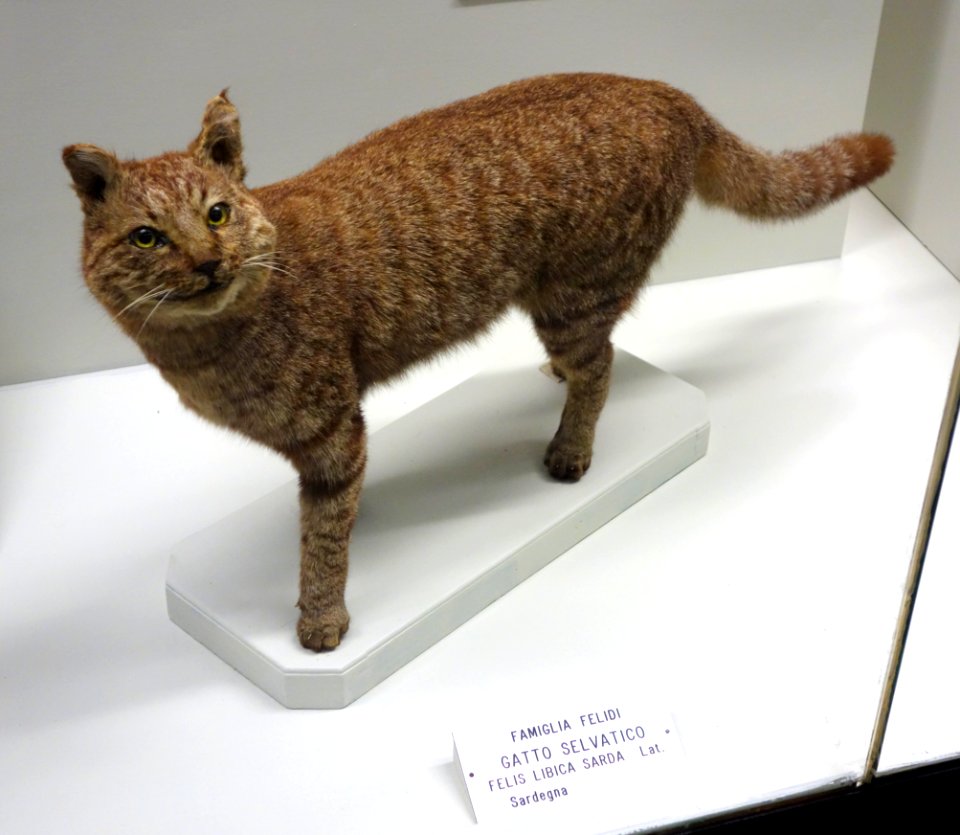 Felis silvestris lybica (Felis lybica sarda) - Museo Civico di Storia Naturale Giacomo Doria - Genoa, Italy - DSC02584
