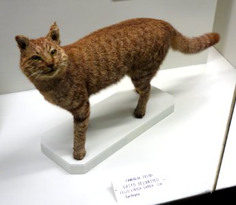 Felis silvestris lybica (Felis lybica sarda) - Museo Civico di Storia Naturale Giacomo Doria - Genoa, Italy - DSC02584