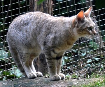 Felis lybica
