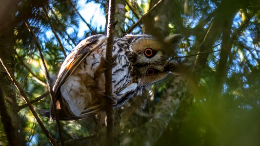 Wildlife nature eyes