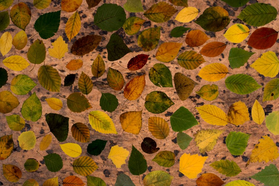 Composition arrangement foliage