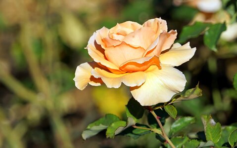 Garden roses in the free