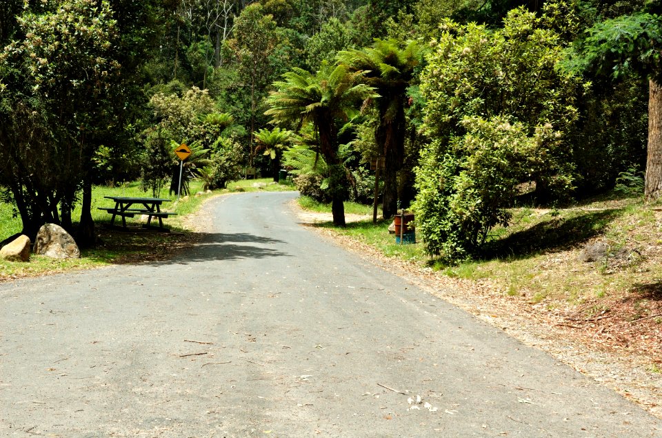 Fern-Glade-access-road-20071225-008