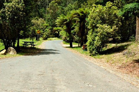 Fern-Glade-access-road-20071225-008