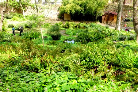 Fernery - Orto botanico - Rome, Italy - DSC00264