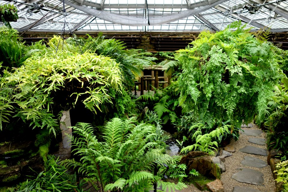 Fernery interior view - Morris Arboretum - DSC00168