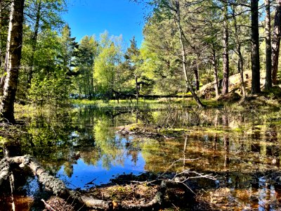 Femöre naturreservat våtmark