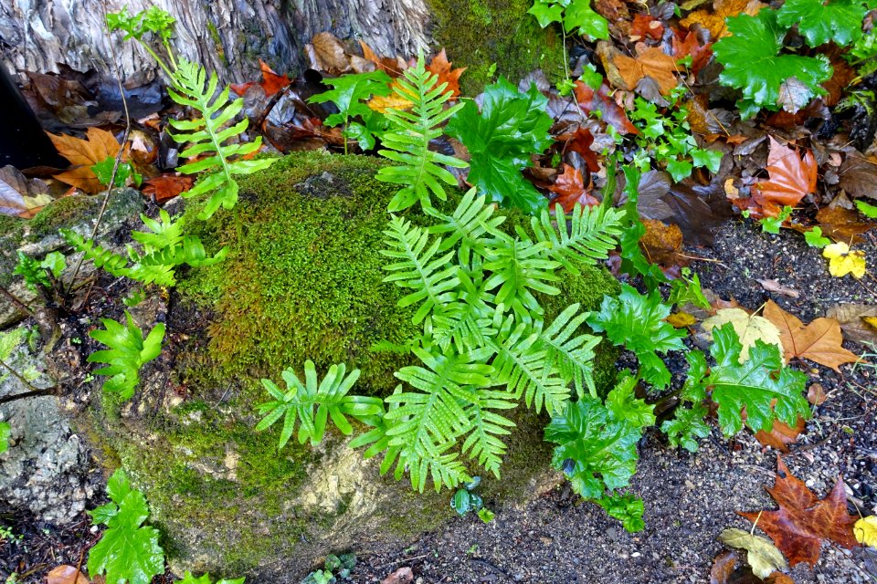 Ferns - Quinta das Lágrimas - Coimbra, Portugal - DSC09571