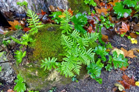 Ferns - Quinta das Lágrimas - Coimbra, Portugal - DSC09571