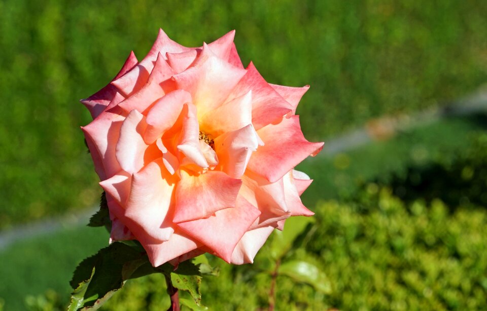Bloom rose bloom flowers