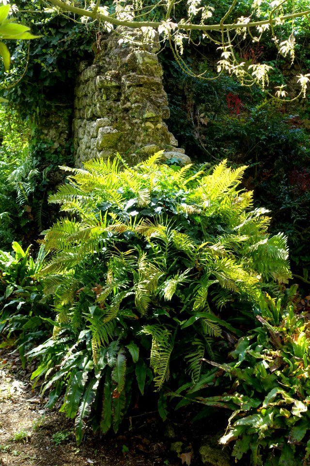 Ferns - Giardino di Ninfa, Italy - DSC02912