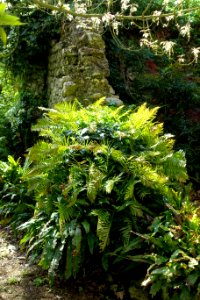 Ferns - Giardino di Ninfa, Italy - DSC02912 photo