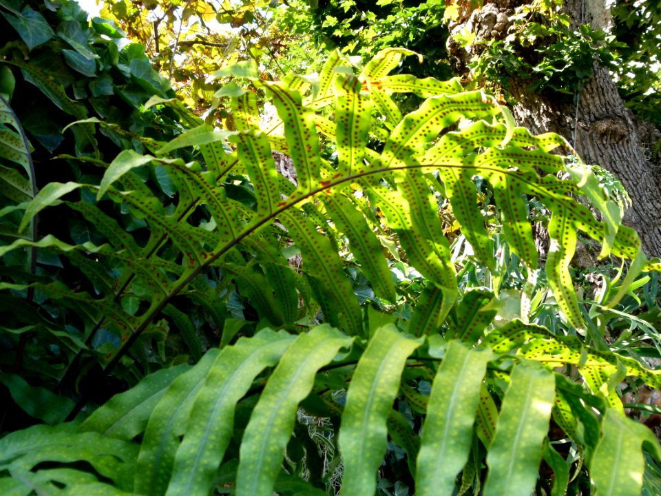 Ferns serres du Jardin du Luxembourg