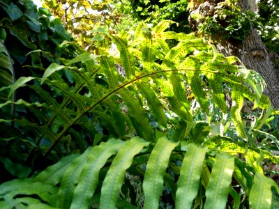 Ferns serres du Jardin du Luxembourg