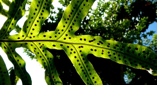Ferns serres du Jardin du Luxembourg 3