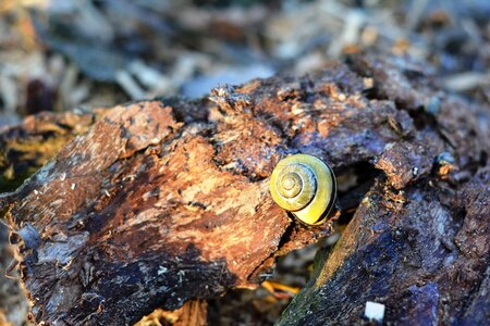 Crawl nature scallop