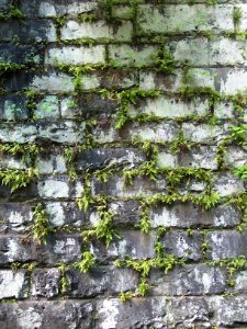 Ferns, stone wall at Seldom Seen Arch, 2020-08-30