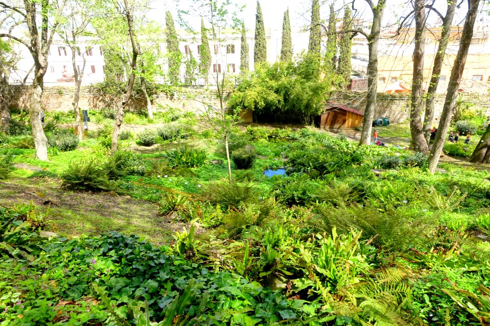 Fernery - Orto botanico - Rome, Italy - DSC00266