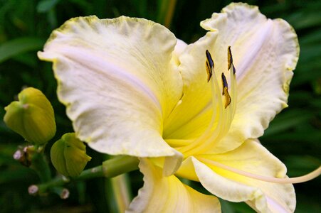 Flower plant garden