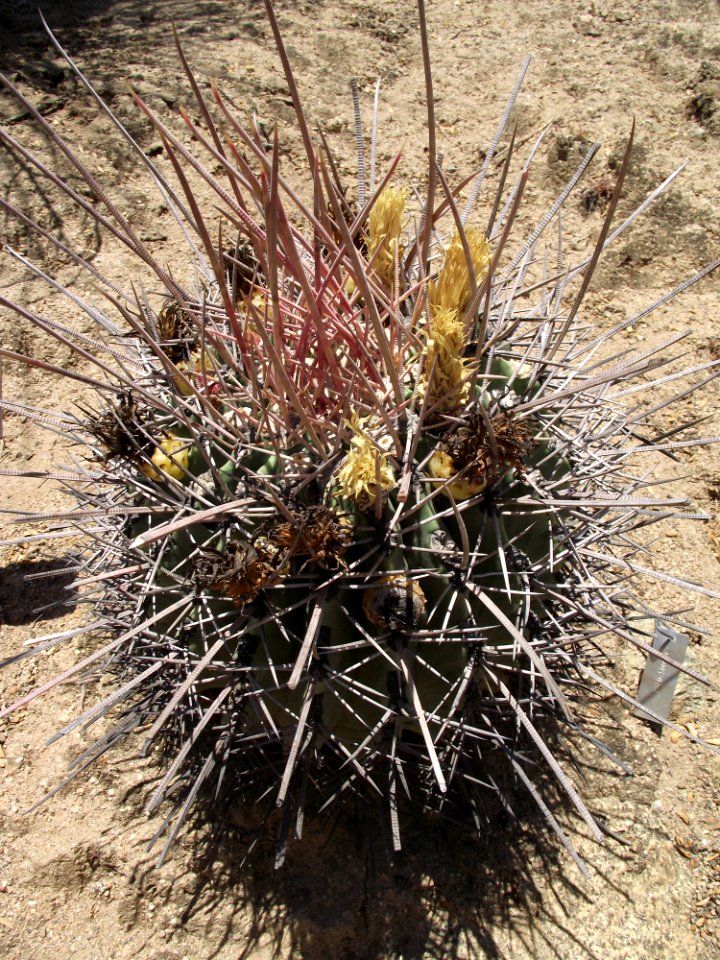 Ferocactus emoryi rectispinus
