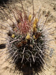 Ferocactus emoryi rectispinus