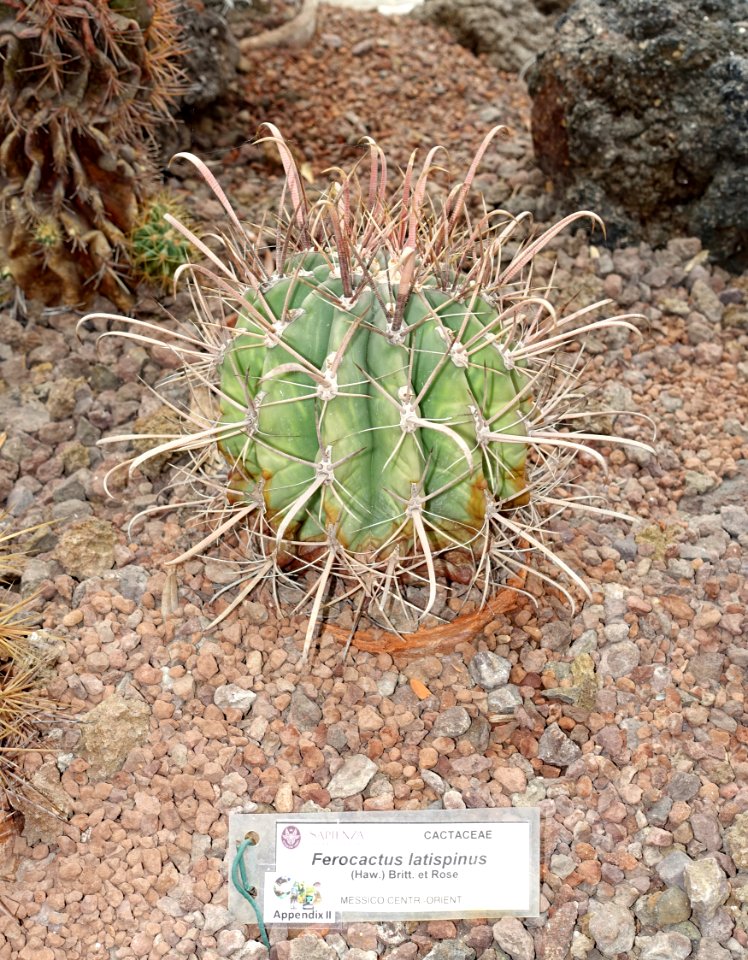 Ferocactus recurvus (Ferocactus latispinus) - Orto botanico - Rome, Italy - DSC00068