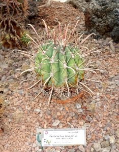 Ferocactus recurvus (Ferocactus latispinus) - Orto botanico - Rome, Italy - DSC00068