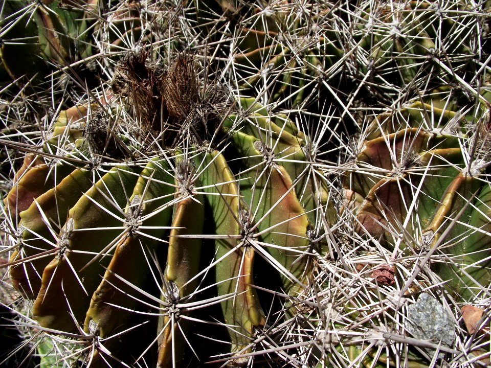 Ferocactus flavovirens