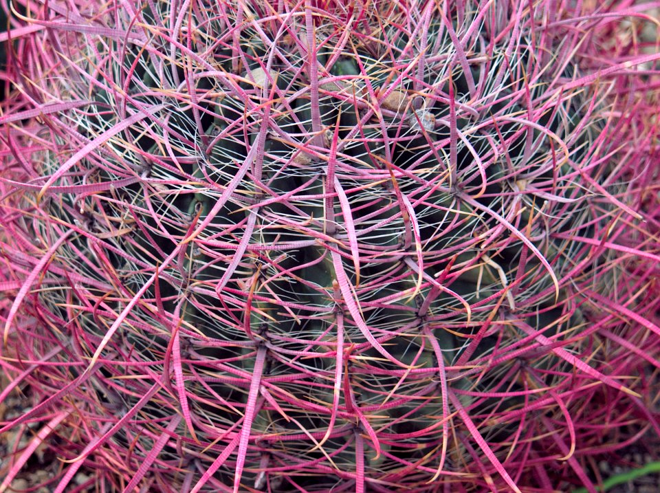 Ferocactus cylindraceus, Phipps Conservatory, 2015-10-01, 02