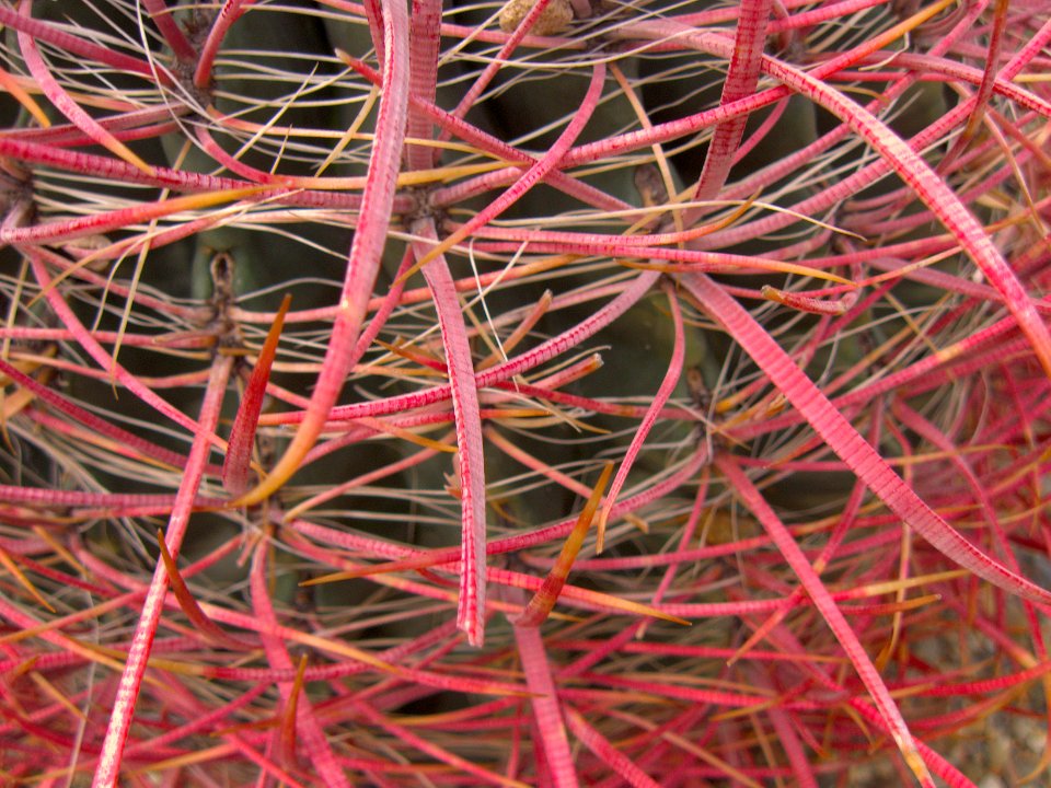 Ferocactus cylindraceus, Phipps Conservatory, 2015-10-01, 03