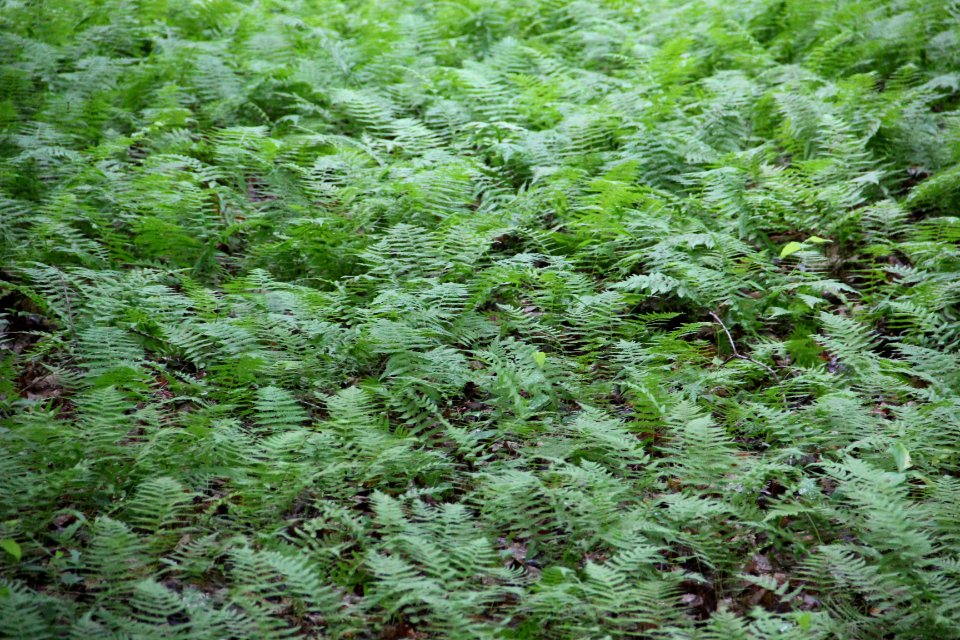 Ferns at Gibbs Gardens, May 2017