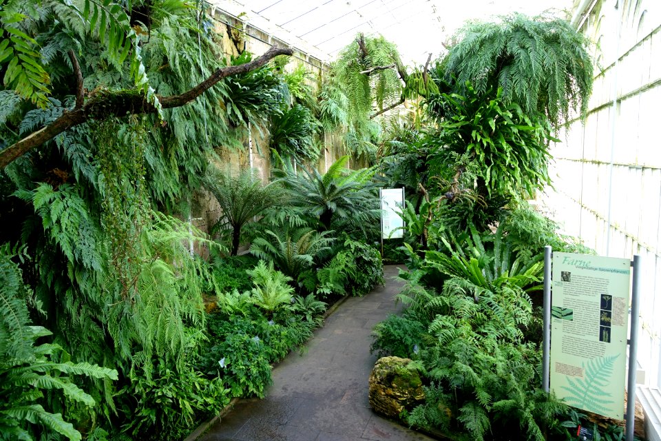 Ferns - Wilhelma Zoo - Stuttgart, Germany - DSC01976