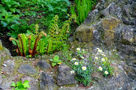 Ferns and flowers - Torrecchia Vecchia - Cisterna di Latina, Italy - DSC03319