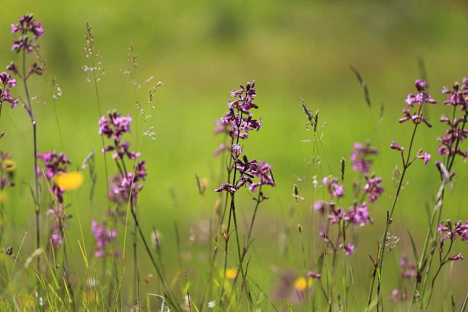 Nature flowers bright