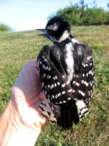 Female downy woodpecker photo