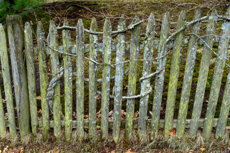 Fence and vine - Arlington, MA - DSC05524