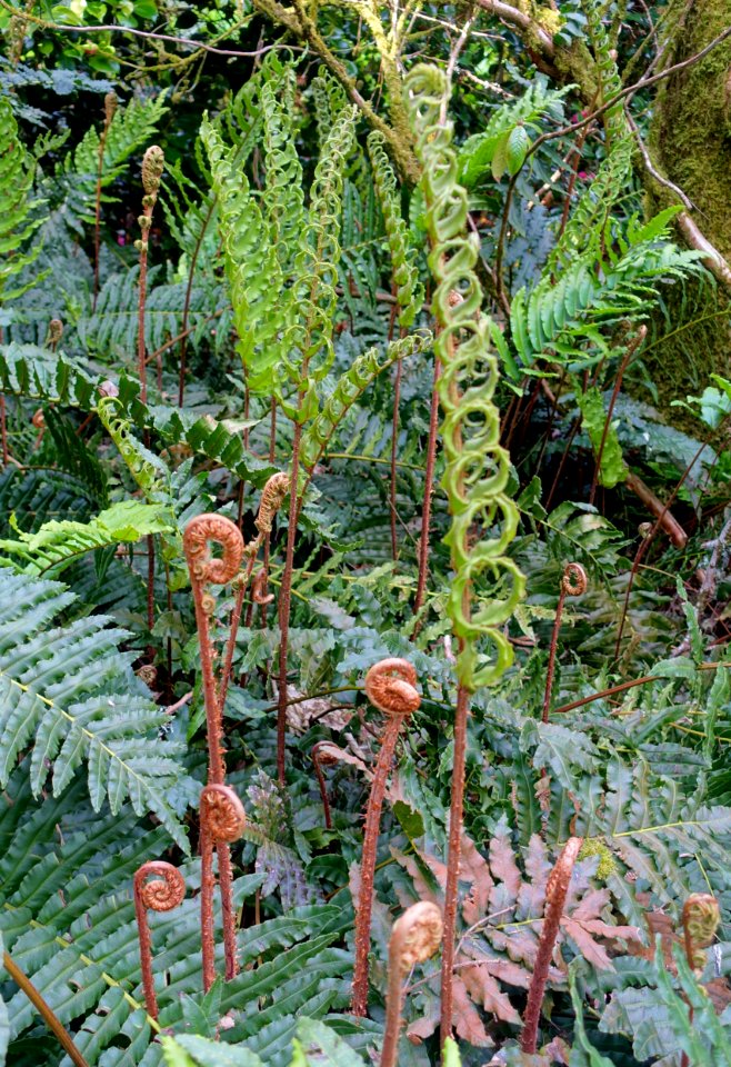 Ferns - Trengwainton Garden - Cornwall, England - DSC02500