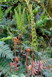 Ferns - Trengwainton Garden - Cornwall, England - DSC02500