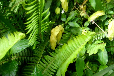 Ferns in Sydney