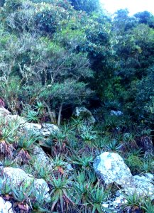 Fernwood indigenous forest - Aloe succotrina - CT