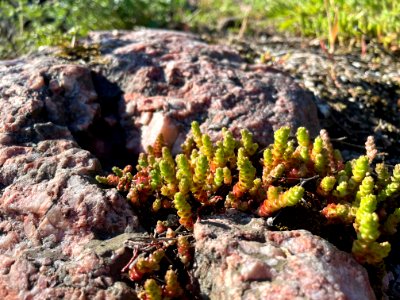 Femöre naturreservat sukkulent