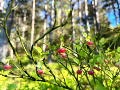Femöre naturreservat blåbärsris