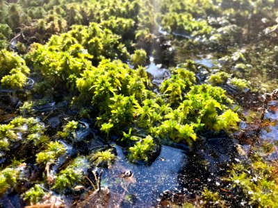 Femöre naturreservat Sphagnum