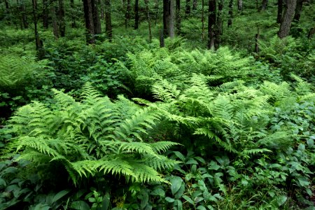 Ferns in Gullmarsskogen 4
