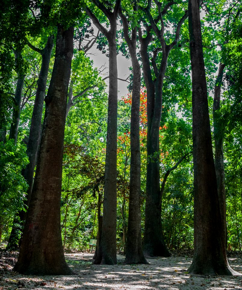 Fernando Peñalver Park Trees