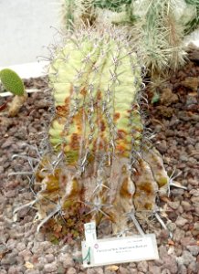 Ferocactus townsendianus - Orto botanico - Rome, Italy - DSC00063