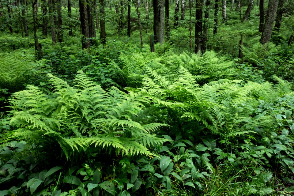 Ferns in Gullmarsskogen 3