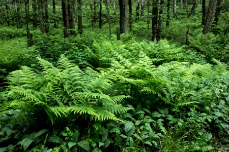 Ferns in Gullmarsskogen 3